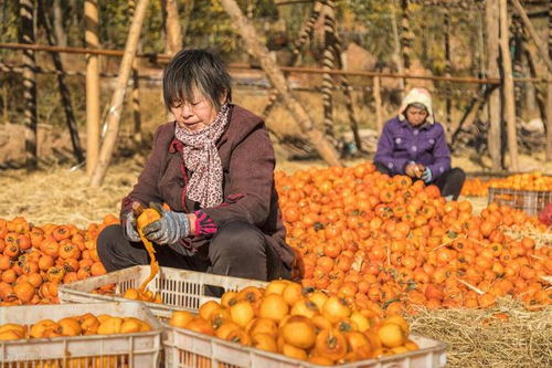 云認(rèn)養(yǎng) 開啟農(nóng)副產(chǎn)品營銷新紀(jì)元，以透明種植筑牢食品安全防線