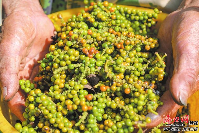 ?？谵r(nóng)產(chǎn)品品牌化之路 多點(diǎn)開(kāi)花格局成形，瓊味佳肴香飄四海